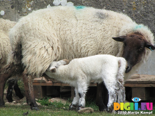 SX14042 Little white lamb drinking by ewe